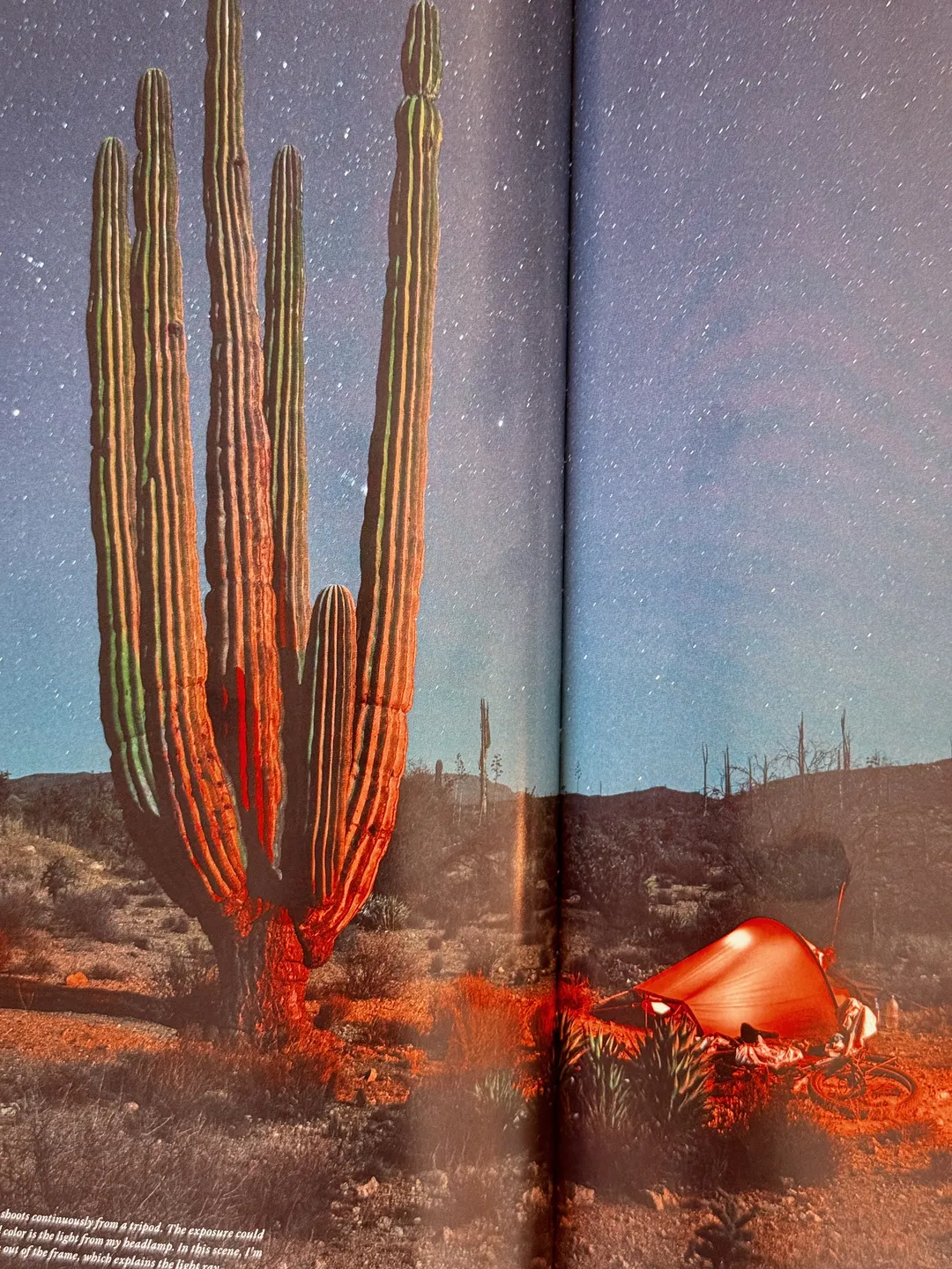 Giant cactus beside a red tent in the desert at night